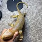 Vintage Bronze Look Lizard Figurine Monitor Lizard Reptile Statue Home Decor