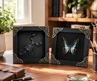 2 Framed Insect Taxidermy Real Scorpion Blue Butterfly Entomology Collector Gift