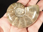 Rare  Unclassified Polished Ammonite Fossil From Madagascar 102gr