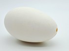 Blown Out Hollow Real Goose Eggshell 4 Inches For Arts And Crafts