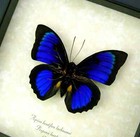 Real Framed Butterfly Electric Blue Green Hybrid Agrias Taxidermy Display