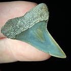 Lesser White Shark Tooth  carcharodon Hastalis  1 25  Real Fossil Shark Teeth