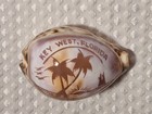 Key West Florida Souvenir Sea Shell Carved Tiger Cowrie 3 1 8  Cypraea Tigris