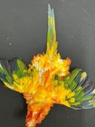 Sun Conure Complete Bird Skin From Vintage Collection