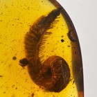 Big Millipede In Burmese   Burmite Amber Fossil   100  Genuine Amber 