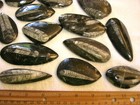 Orthoceras Fossils Polished Bigger 2-4 Inch 6 Piece Lots 400 Million Years Old