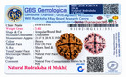 4 Mukhi Rudraksha   Four Face Rudraksh Nepal Bead Size 21 - 22 Mm Lab Certified