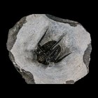 1 3  Cyphaspis Otarion Spiny Trilobite Fossil Devonian Age 400 Mil Yrs Old Coa