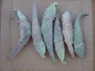 Lot Of 6 Common Milkweed Pods   Seeds   Fluff Asclepias Syriaca Picked In 2024