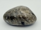 Hand Polished Petoskey Stone 2 75    6 7 Oz Michigan Hexagonaria Fossil