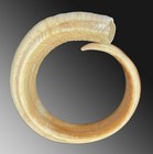 Beautiful And Big Pig Tusk Bracelet 39 Cm Lenght Currency Exchange Vanuatu