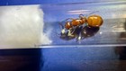 Camponotus Castaneus Queen Ant With Eggs