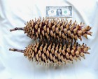 Lot Of 2 Giant Golden Sugar Pine Cones 16 