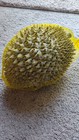 Fresh Frozen Whole Durian Fruit 