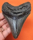 Megalodon Shark Tooth - Real Fossil - 3 80 - Shark Teeth - Natural No Repairs