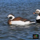 Avery Outdoors Ghg Commercial Grade Long-tailed Duck Decoys - 6 Pack