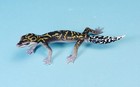 Kaiyodo Animatales Animal In Japan Choco Q Spotted Ground Gecko Regained Tail