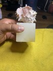 Spiny Murex Sea Shell Display Specimen On Acrylic Stand  White pink