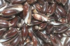 Black Olives Seashells  Jewlery Supply  Sailors Valentines  Beach Decor  Ss-144