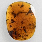 15 Snails Swarm In Burmese   Burmite Amber Fossil   100  Genuine Amber