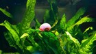 Live Ramshorn Snails 9  Count Aquarium Pond Algae Cleanup Fresh Water Shipped
