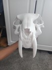 Life-size Saber-toothed Tiger Smilodon Skull Replica Model