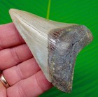 Megalodon Shark Tooth  Fossil - 3 43     Real Sharks Teeth