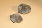 Vogesina Lacunafera Middle Ordovician Trilobite - Collection - Resolution