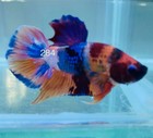 Betta Nemo Koi Male Multi Live Fish Usa High Quality  284