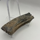 Ice Age Horse Tooth Fossil Beautiful Polished