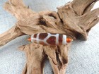 Antique Tibetan Old Agate Dzi Bead Amulet Necklace Pendant Gzi Bead H3