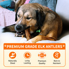 Medium Whole Elk Antler Premium Dog Chew  All Natural Grade A Antlers For Dogs