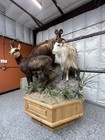 Large Multi-species Mountain Game Taxidermy Display     Professionally Mounted