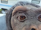 Vintage Wowwee Alive Chimpanzee Animatronic - No Remote