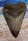 Megalodon Shark Tooth 4 1 2  Shark Teeth Huge Jaw Fossil Stunning  Polished