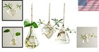 Elegant Glass Propagation Station  3 Wall Hanging Planters For Hydroponics
