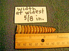 Rattle Snake Rattle Rattler Approx  3 Inches Long X 5 8 Inches Wide  1