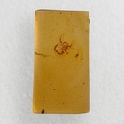 Stunning Scorpion In Burmese   Burmite Amber Fossil   100  Genuine Amber