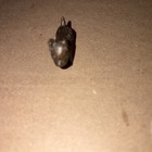 Ideal Dog Food Miniature Metal Figurine Vintage Good Luck Dog