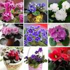 Mixed Fancy African Violet Seeds   House Plants   Christmas Presents   Holiday