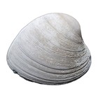 Natural Clam Shell Sea Shell 5 75  X 5  Huge 1 8 Lbs Cherry Grove N Mytle Beach