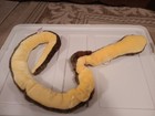 Ty Beanie Baby Buddy  Slither The Snake Dob 08 31 99