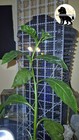 Night Blooming Jasmine Plant 15 Inch Live Plant Cestrum Nocturnum