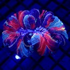 Unique Blue Large Trachy Coral Wysiwyg - Indigo Corals - Ic 3312 - Trachyphyllia