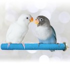 Sungrow Wooden Bird Perch  8 Inches  Quartz Sand Covered  Extra Large  Blue 