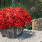 Artificial Poinsettia Bouquet 5 Heads 5 Pack 15       Velvet Poinsettia Bush Chri   