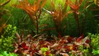 Nesaea Crassicaulis Red Aquatic Live Aquarium Plants Planted Tank Buy2get1free 