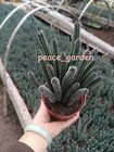 15-20heads Echinocerteus Poselgeri Multi Heads Succulent Cactus Plant Garden