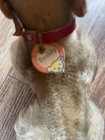 1950s Vintage German Steiff Mohair Snobby Poodle Dog Complete W Button And Tags