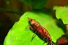 New 10 2 Red Onyx Shrimp Freshwater Neocaridina Aquarium 100  Live Guarantee
